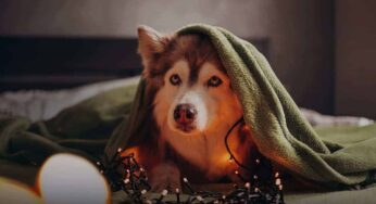 Cómo proteger a las mascotas de los sonidos explosivos