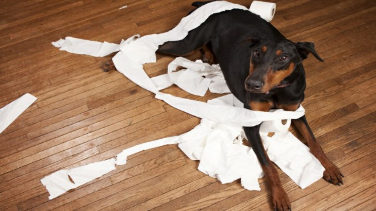 Desobediente - CVCLAVOZ, image size:1280x720