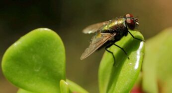 ¿Te sientes inferior a un insecto?