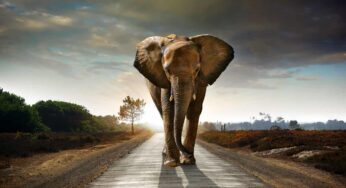 Yo quiero ser un elefante