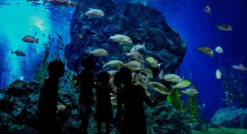 Acuarios de Japón harán transmisiones en línea