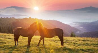 Caballos verdes y cuchillos de la madrugada