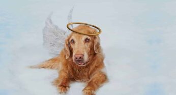¿Las mascotas van al cielo cuando mueren?
