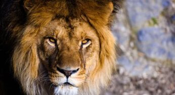 Valientes como el león