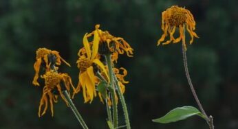 Como las flores del campo